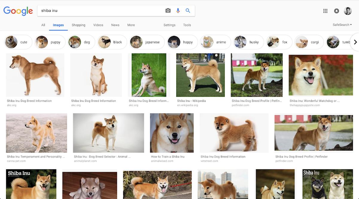 google lens image search dog