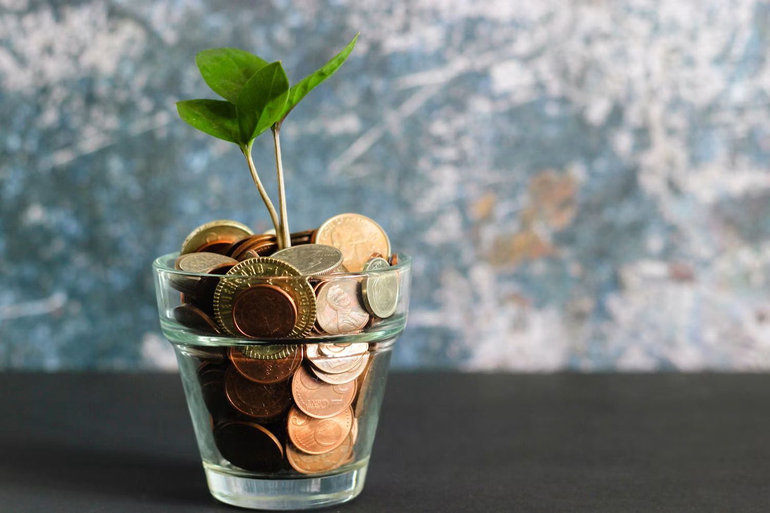 grüne pflanze geld