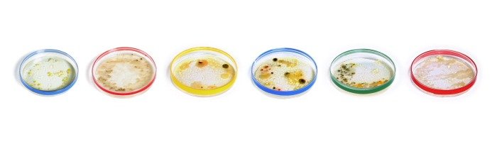 Google Doodle Julis Richard Petri